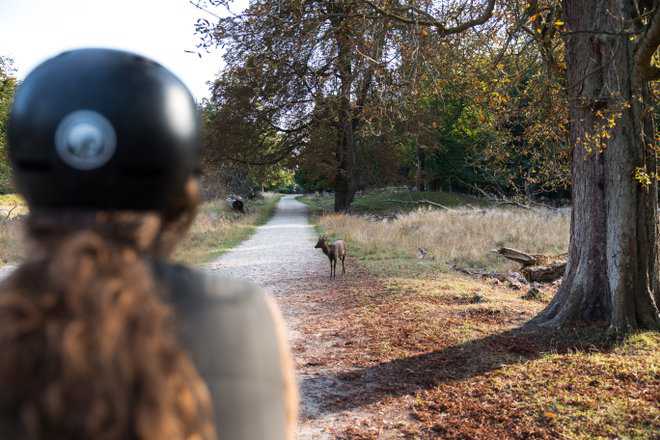 Cyklist møder rådyr på sti i Jægersborg Dyrehave