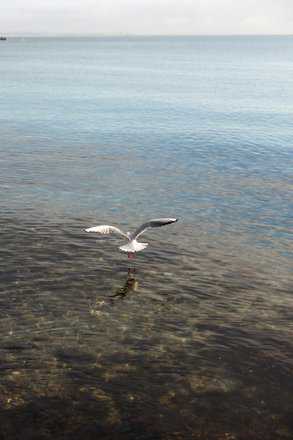 Måge ved Øresund