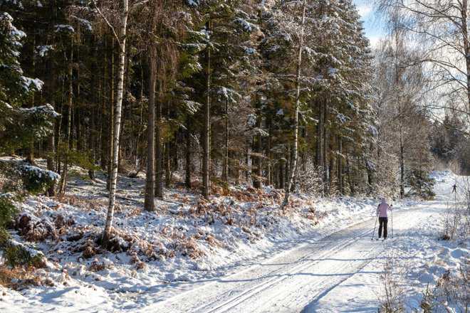 Skiløber i snelandskab i Gribskov