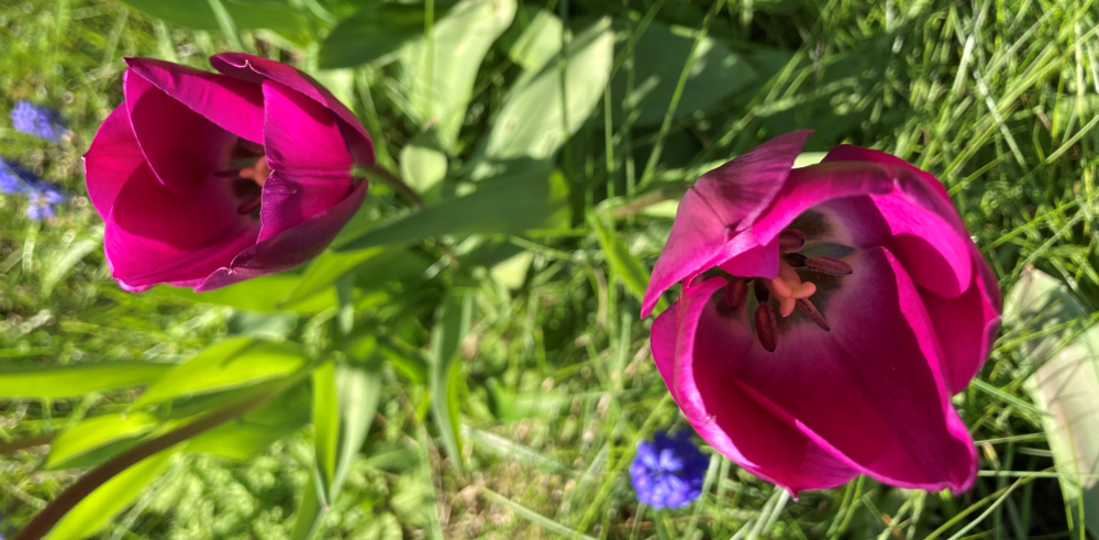 Billede af tulipaner